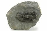 Bug-Eyed Coltraneia Trilobite Fossil - Ofaten, Morocco #381473-2